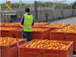 Tres imputados en el robo de cerca de 20 toneladas de naranjas en Sueca