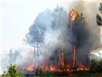 El primer incendio del verano en Alzira arrasa un campo y un pinar