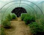 La Polica desmantela en Algemes un invernadero para el cultivo de marihuana