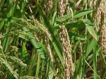 El arroz base sólida de la economía agrícola de la Ribera