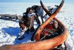Hallan en Rusia clulas de mamut en buen estado para una clonacin