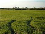 LA UNI pide que se aplique con urgencia la clusula de salvaguardia para importaciones de arroz