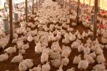 Roban tras decapitarlos 150 pollos de una granja de Carlet que sufre continuos asaltos