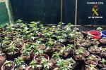 La Guardia Civil desmantela una plantacin de marihuana en Montroi