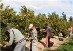 1.081 trabajadores de la Ribera han sido contratados dentro del programa para combatir el paro estacional en el sector agrícola