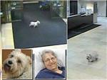 Una perra schnauzer huye de casa y aparece en el hospital en el que estaba hospitalizada su duea