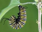 La metamorfosis de la mariposa