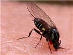Los ambulatorios atienden decenas de picaduras de mosca negra en Alzira y Sueca