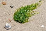 Un inusual brote de algas deja sin baño a miles de personas en Cullera