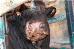 Heridos un menor y un hombre de 40 años en los toros de Sueca