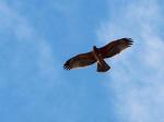 Duelo de rapaces: un águila perdicera en Cullera