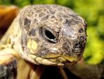 Una tortuga muerde varias veces a un tiburn