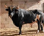 La familia del joven de Algemes que fue vctima del toro 'Ratn' exige 100.000 euros por su muerte