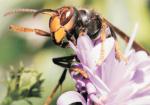 La avispa asitica llega a Espaa y podra acabar con las abejas