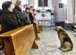 Ha muerto Tommy, el perro que acuda todos los das a la iglesia para esperar a su difunta duea