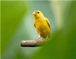 Descubren los mecanismos que controlan el canto de los canarios