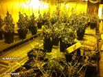 Por segunda vez esta semana, desmantelan en Alberic un laboratorio clandestino dedicado al cultivo ilegal de marihuana