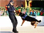 Gran xito en la exhibicin de Unidades Caninas de la Polica Local en Alberic