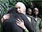 Wounda, el chimpanc agradecido