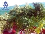 La polica detiene a un hombre en Sollana que cultivaba en su domicilio plantas de marihuana