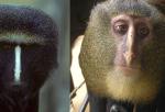 Una nueva especie de mono africano