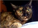 Lacua ha rescatado en Alzira a una gatita con la cola amputada