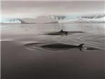 Cmo estudiar una ballena minke del Antrtico sin matarla