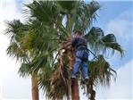 El Ayuntamiento de Benifai inicia la poda de palmeras en la Urbanizacin Pla de les Clotxes