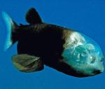 El pez de cabeza transparente