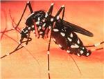 Los cientficos detectan la presencia del mosquito tigre en Cullera, Gandia y Sueca