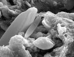 Restos de supuestas algas fosilizadas podran ser la primera seal de vida extraterrestre