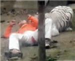 Intenta suicidarse tirándose a una jaula de tigres y éstos le ignoran