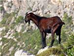 La cabra salvaje mallorquina ayud a mantener la diversidad vegetal en la isla de Mallorca