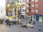 L'Ajuntament de Benifaió talla una de les palmeres de la plaça