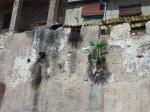 La palmera de la muralla de Alzira ha vuelto a renacer