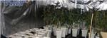 Desmantelan en un chalé de Montroi uno de los mayores invernaderos 'indoor' de marihuana en Valencia