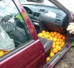 Detenidas 4 personas acusadas de robar naranjas en Riola e intentar venderlas en una cooperativa
