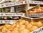 Por tercer año consecutivo El Perelló subasta con fines benéficos el primer lote de tomates de la temporada
