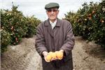 LA UNI denuncia que los precios de las naranjas en campo han cado casi a la mitad sobre la pasada campaa