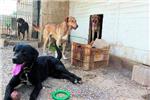 Alzira sufre casi cien abandonos de mascotas en lo que va de ao