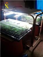 La Guardia Civil desmantela un laboratorio clandestino de cultivo ilegal de marihuana en Benimodo