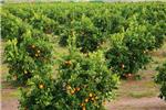El Consell refuerza con 728.000 euros a las Cooperativas Agrícolas de Alginet y l'Alcúdia