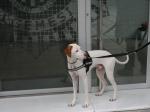 La unidad canina de la Polica Local de Algemes seleccionada para el curso nacional de guas de perros detectores de estupefacientes
