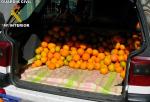 La Guardia Civil recupera cerca de 300 kilos de naranjas sustradas de un campo de Carcaixent