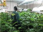 La Guardia Civil interviene más de 300 plantas de marihuana en Gavarda