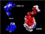 Descubierta la estructura atmica de una protena que inhibe la propagacin de un tipo de virus del sida