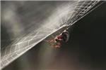 Por qu las araas no se quedan pegadas en su propia telaraa?