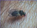 El Ayuntamiento de Algemes intensifica el tratamiento contra la mosca negra