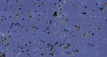 Manchas marrones de fitoplancton se observan al sur de Cullera