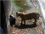 Un tigre blanco mata a un estudiante en el zoo
